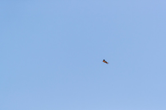 Cliff swallow KAC0212