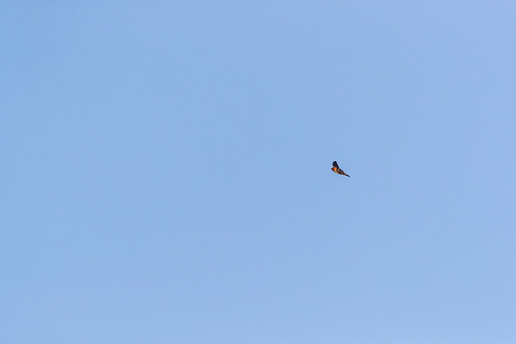 Cliff swallow KAC0213