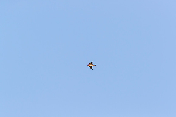Cliff swallow KAC0221