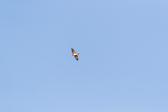 Cliff swallow KAC0225