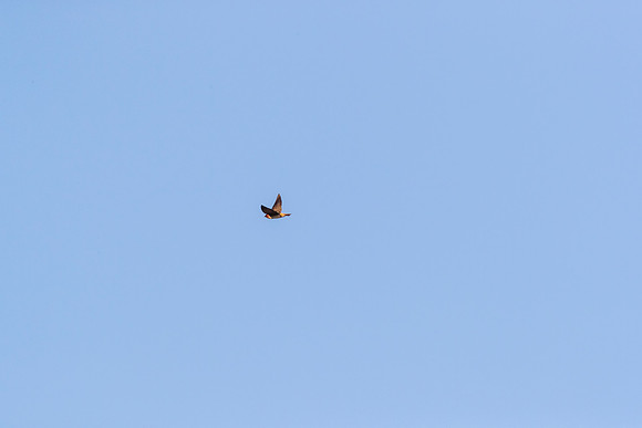 Cliff swallow KAC0226