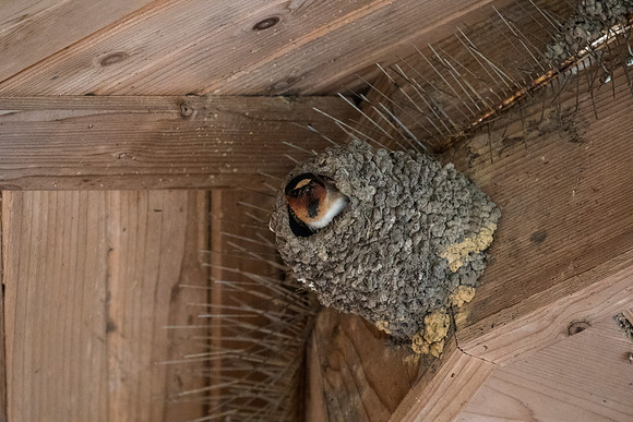 Cliff swallow KAC0227