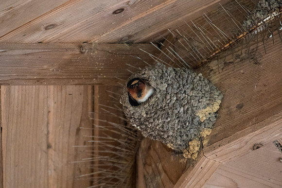 Cliff swallow KAC0228