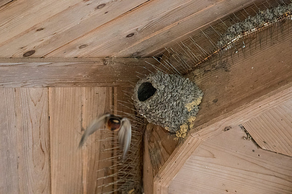 Cliff swallow KAC0229