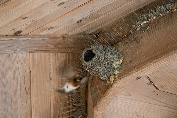 Cliff swallow KAC0230