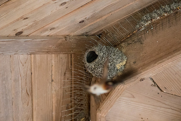 Cliff swallow KAC0231