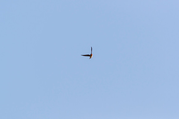 Cliff swallow KAC0259