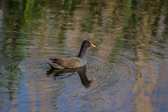 Common gallinule KAC0097