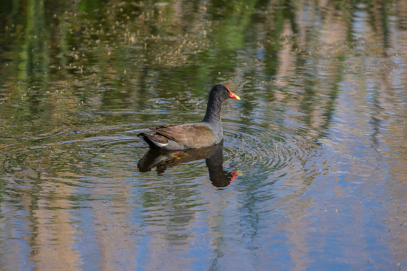 Common gallinule KAC0098