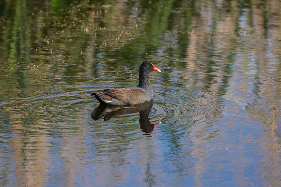Common gallinule KAC0100