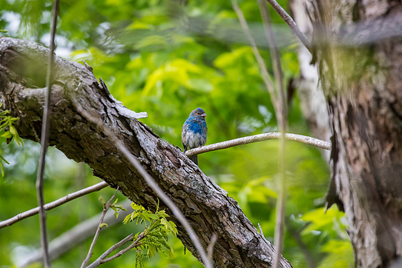 Indigo bunting KAC0093