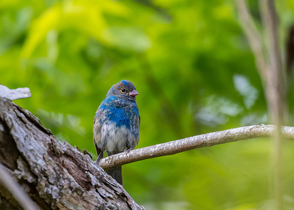 Indigo bunting KAC0094