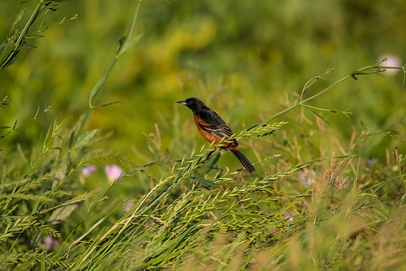 Orchard oriole KAC0107