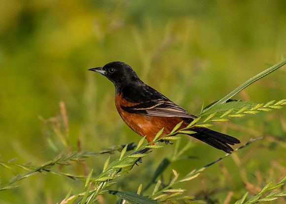 Orchard oriole KAC0108