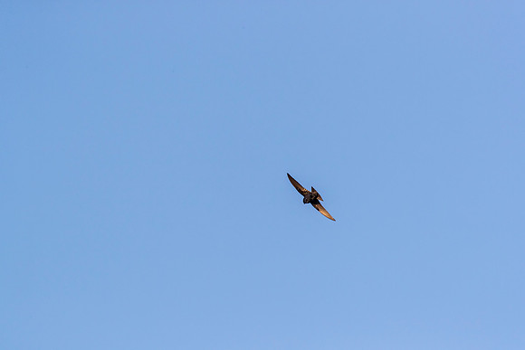 Purple Martin KAC0138