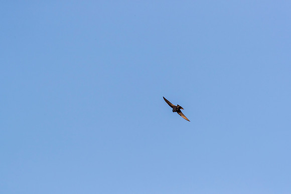 Purple Martin KAC0139