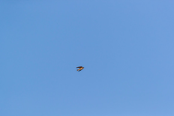 Purple martin KAC0262