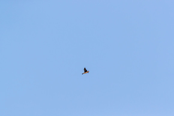 Purple martin KAC0263