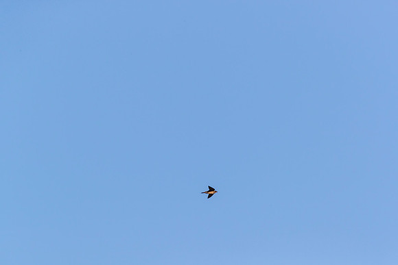 Purple martin KAC0264