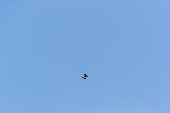 Purple martin KAC0265
