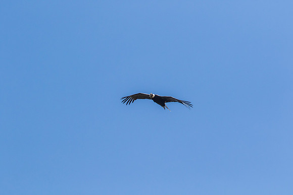 Andean Condor KAC8490