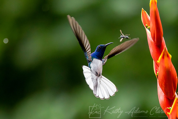 White-necked jacobin KAC4542-Enhanced-NR