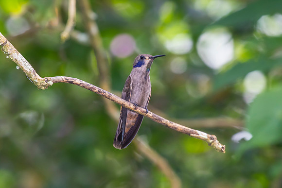 Brown violetear hummingbird KAC9462