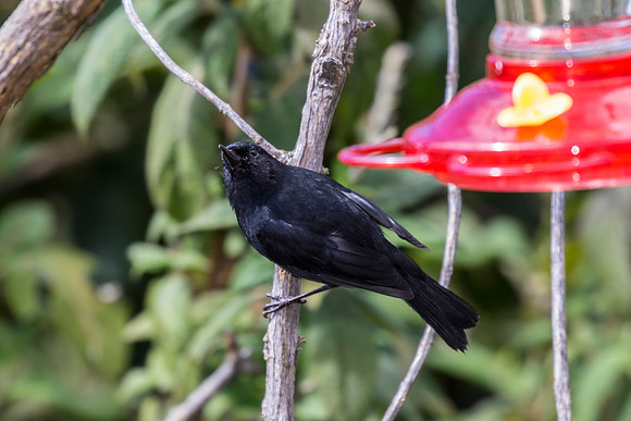 Black flowerpiercer KAC8795