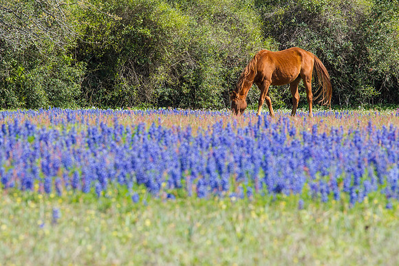 8 Texas bluebonnet KAC3201