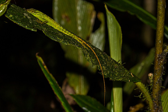 Equatorial Anole KAC0479
