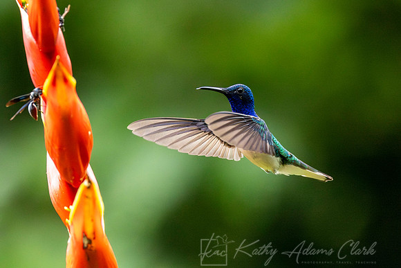 White-necked jacobin KAC4383-Enhanced-NR