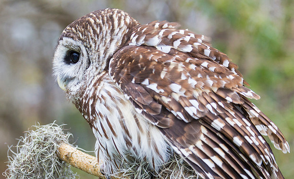 Barred owl KAC8870