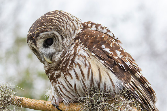 Barred owl KAC8873