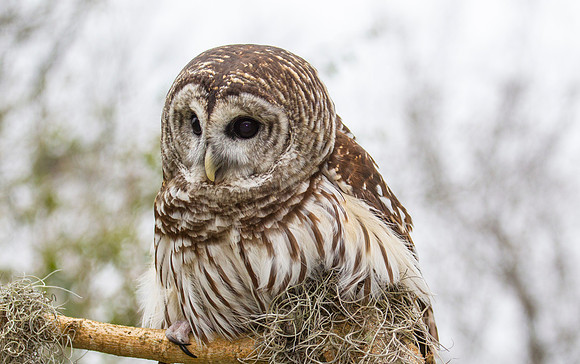 Barred owl KAC8876