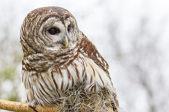 Barred owl KAC8878