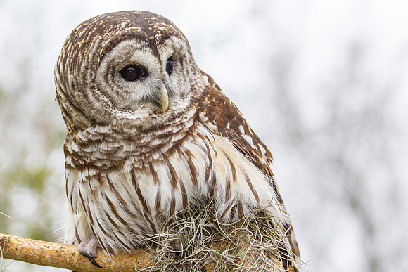 Barred owl KAC8879