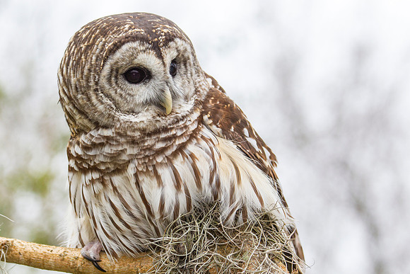 Barred owl KAC8880