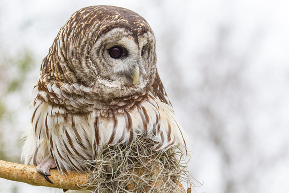 Barred owl KAC8881