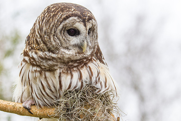 Barred owl KAC8882