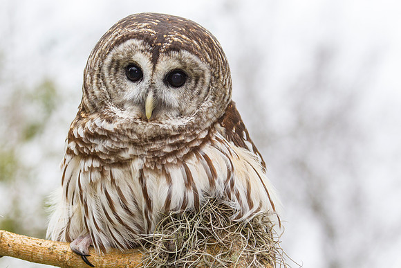 Barred owl KAC8887