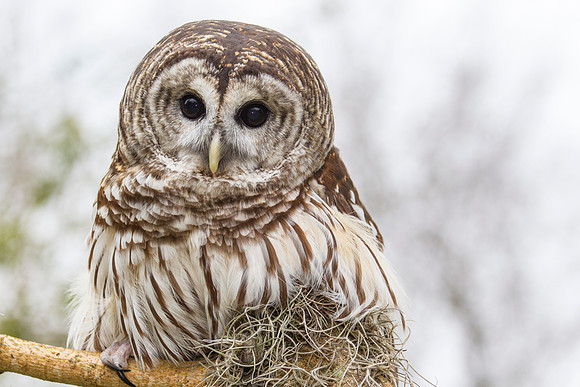 Barred owl KAC8888
