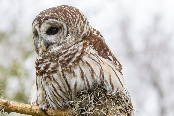 Barred owl KAC8891
