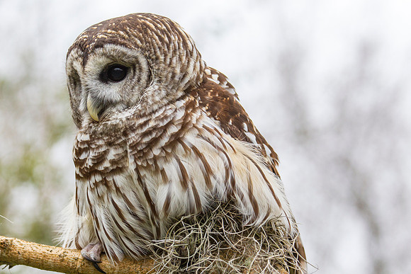 Barred owl KAC8893