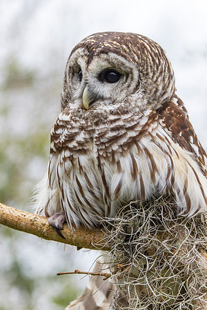Barred owl KAC8897
