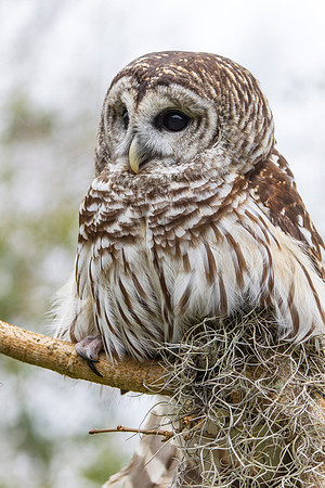 Barred owl KAC8898