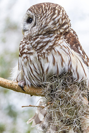 Barred owl KAC8900