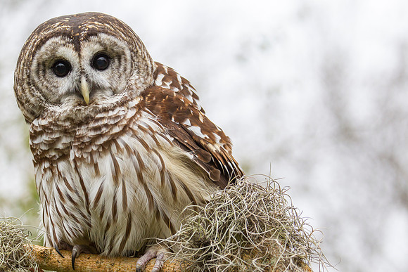 Barred owl KAC8901