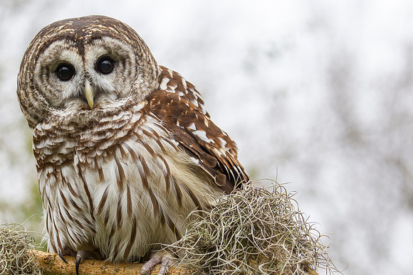 Barred owl KAC8902