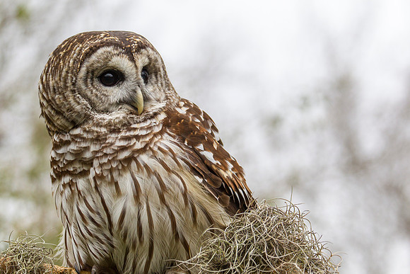 Barred owl KAC8903