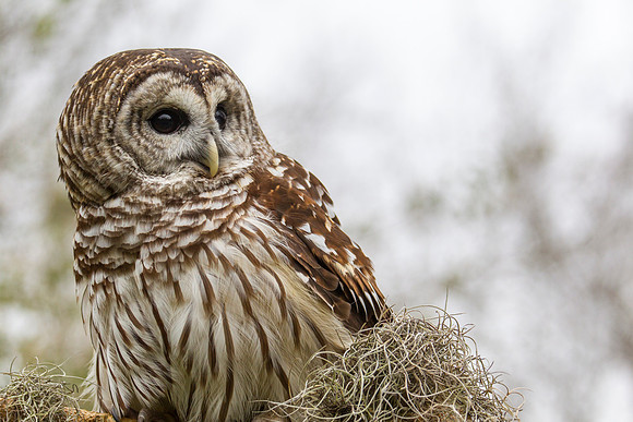 Barred owl KAC8904